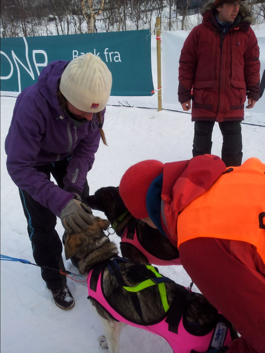 Dog Race12